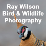 avatar for Ray Wilson