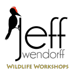avatar for Wildlife Workshops