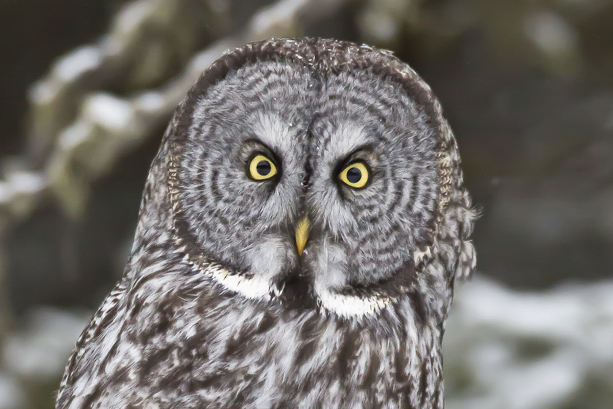 Great Gray Owls