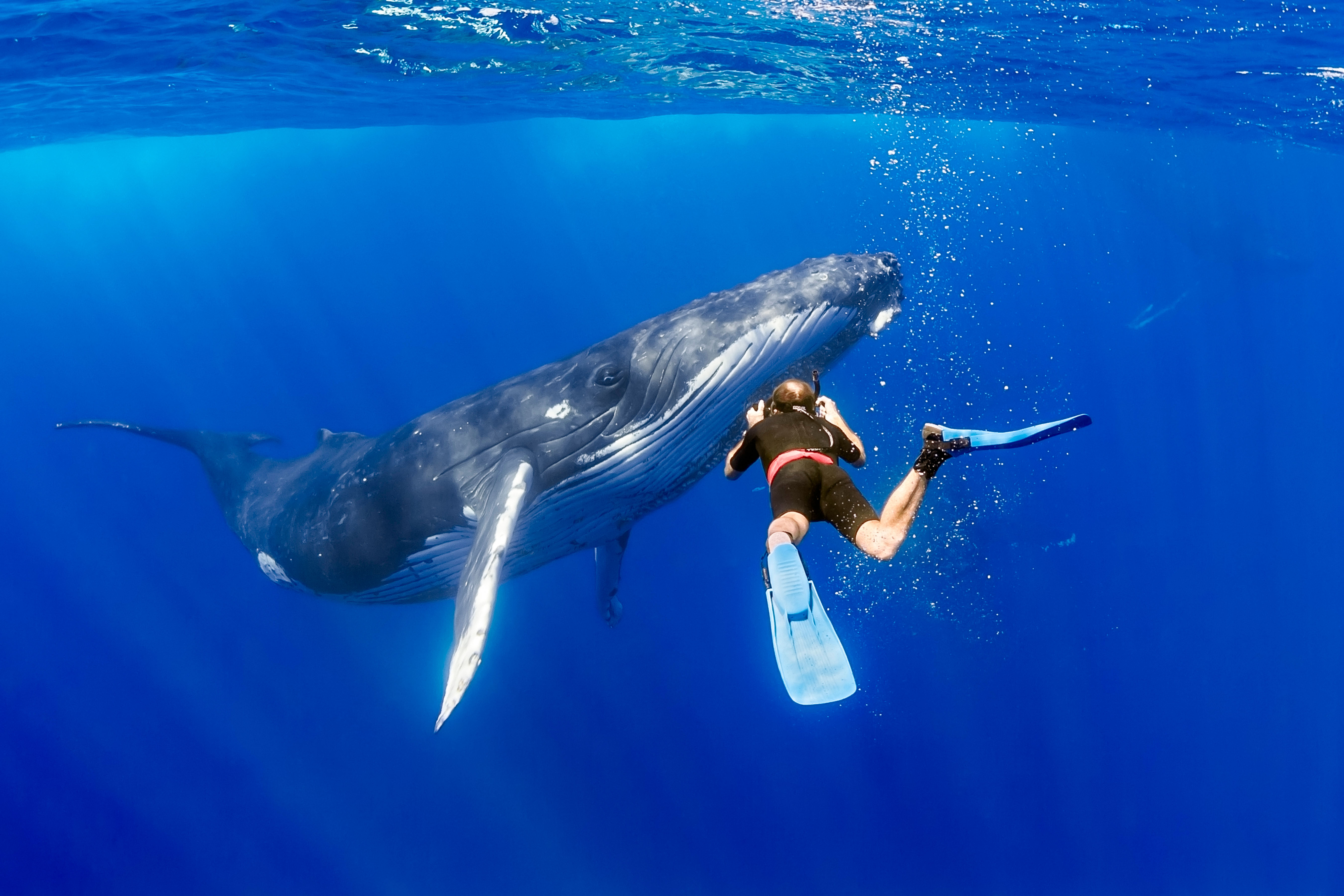 Underwater with Humpback Whales of Tonga