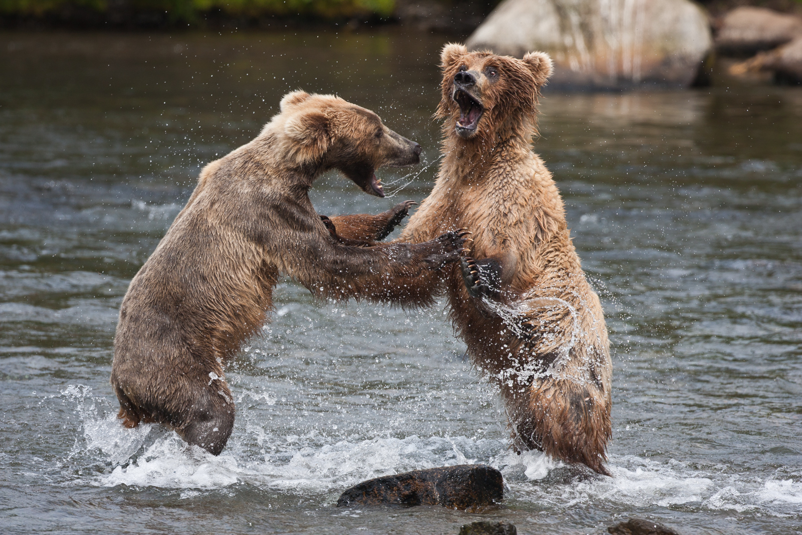 Bears of Katmai National Park