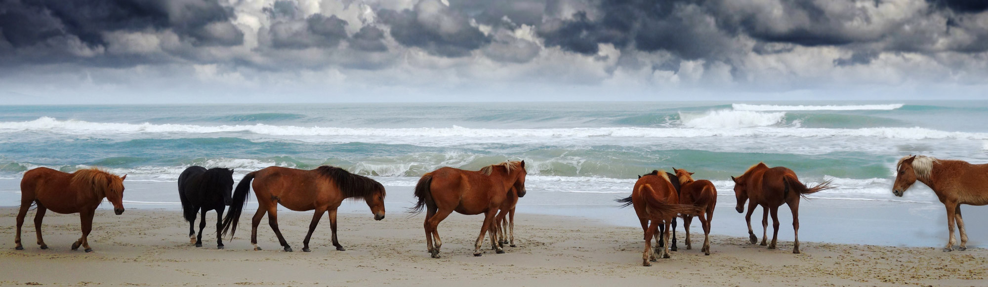 Wild Horses of North Carolina Photo Adventure