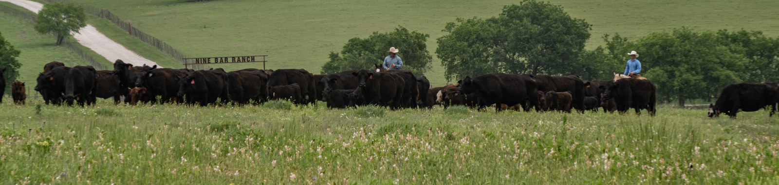 Rodeo & Western Lifestyle
