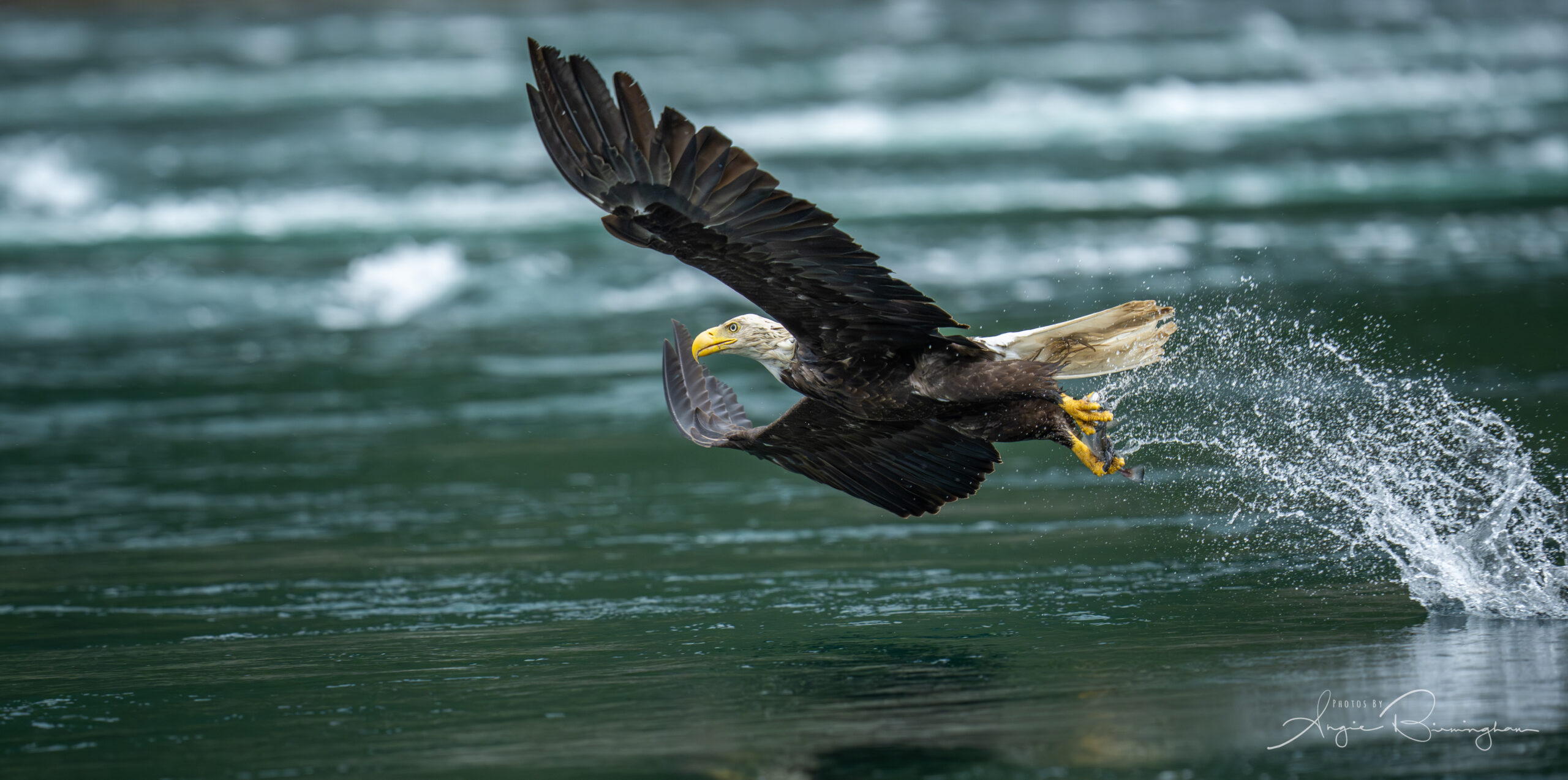 Eagle Show of the NorthWest
