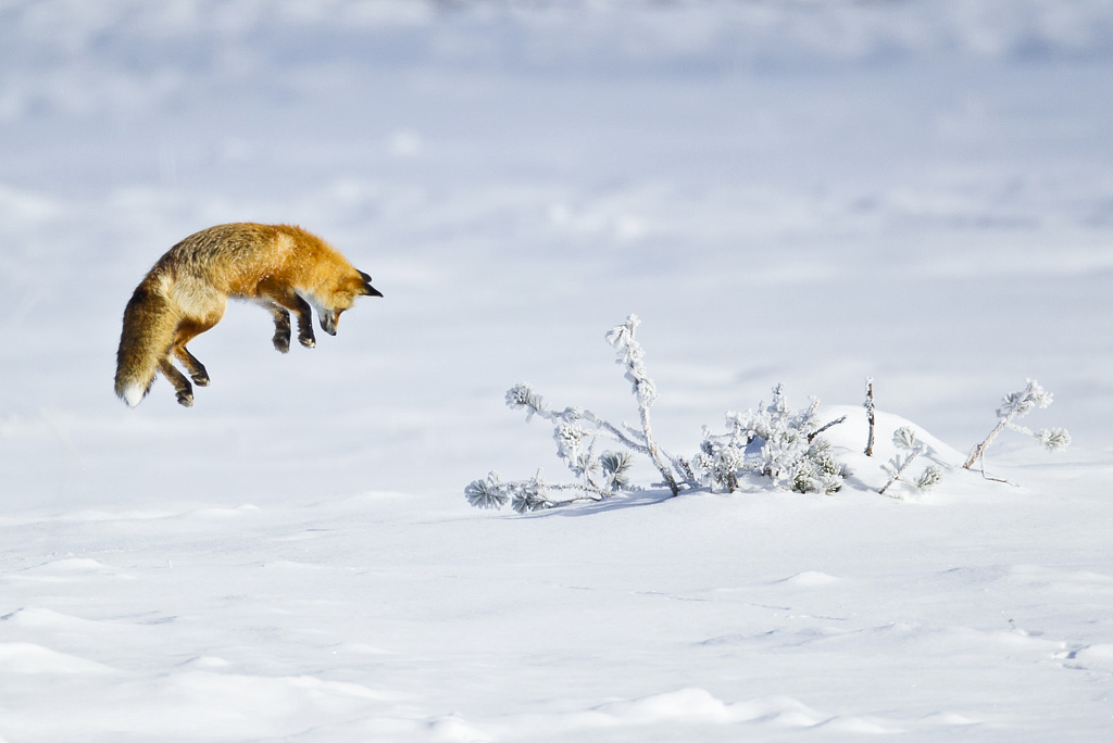 Fox di. Лиса мышкует. Лиса мышкует зимой. Мышкование лисицы. Обыкновенная лисица мышкует.