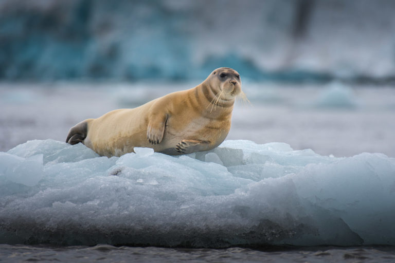 Svalbard Arctic Expedition