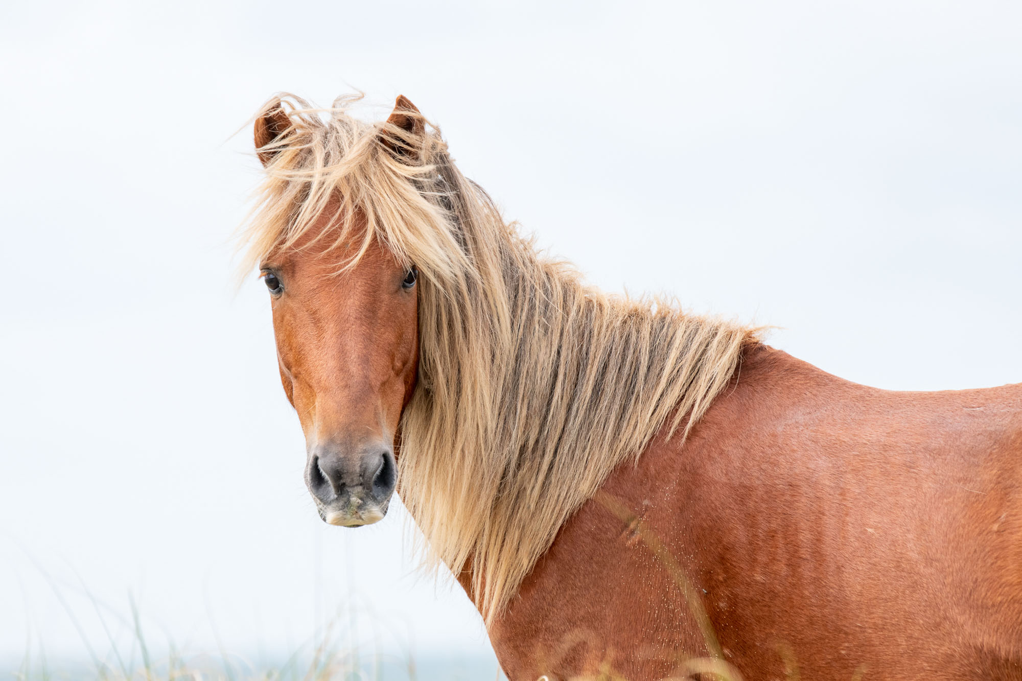 Wild Horses of North Carolina Photo Adventure